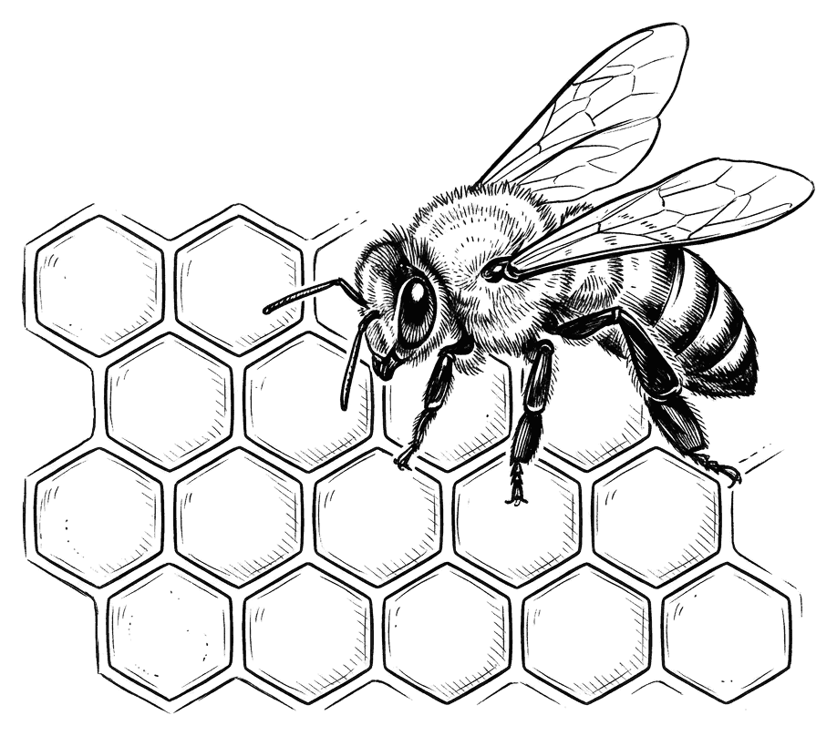 A honeybee landing on a honeycomb of six-sided wax cells, drawn as detailed black outlines for colouring in.