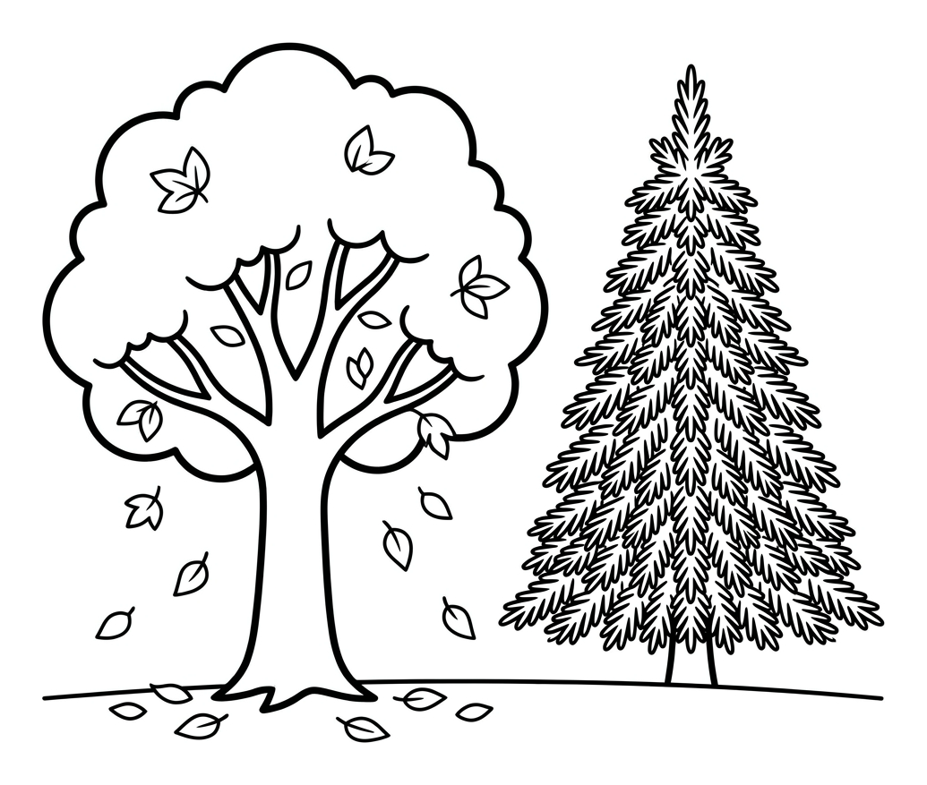 Deciduous and Evergreen Trees