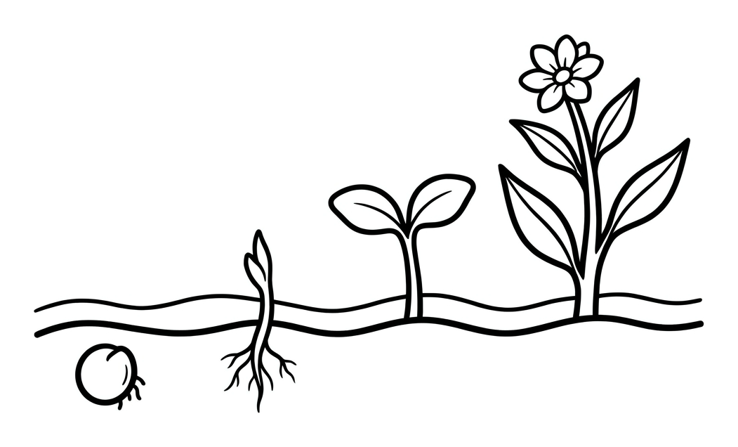How a Seed Grows