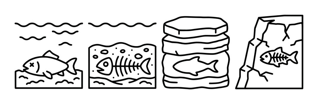 How a Fossil Is Made