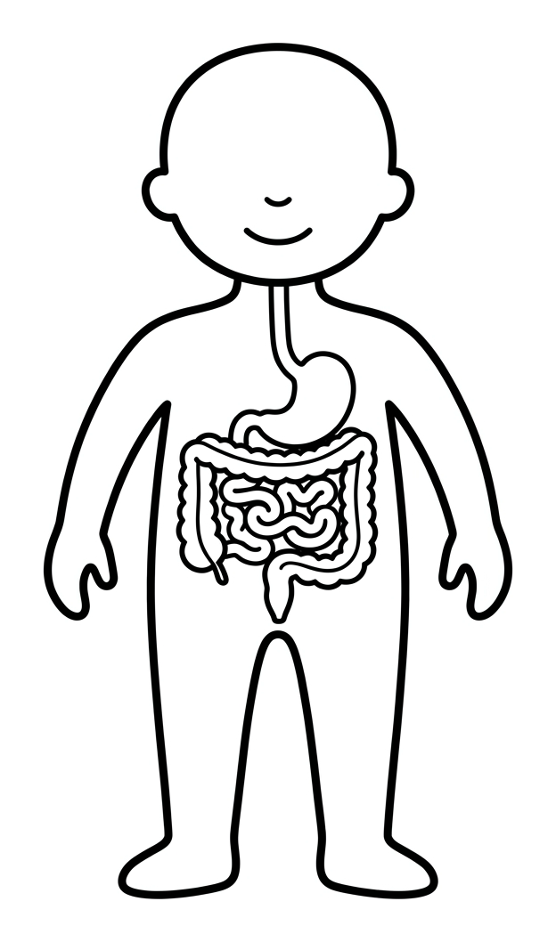 The Human Digestive System