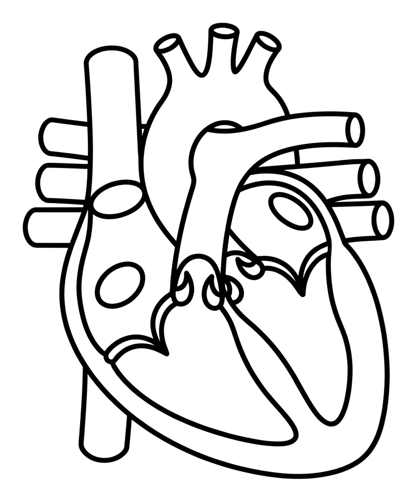 The Human Heart