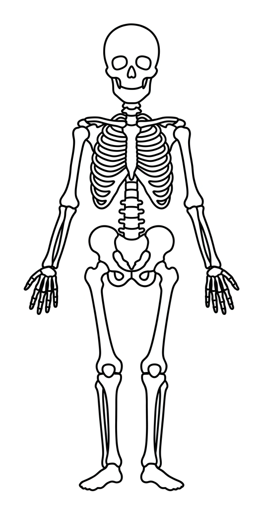 Label the Human Skeleton