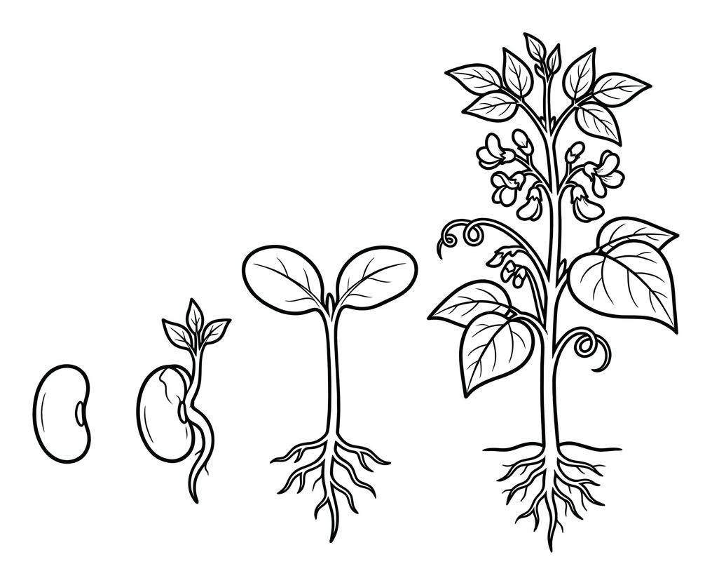 Life Cycle of a Bean Plant