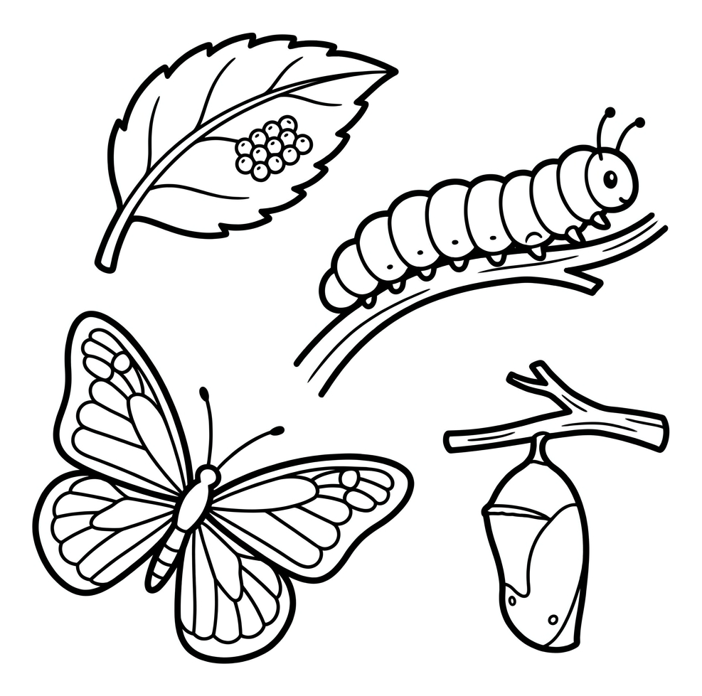 Life Cycle of a Butterfly