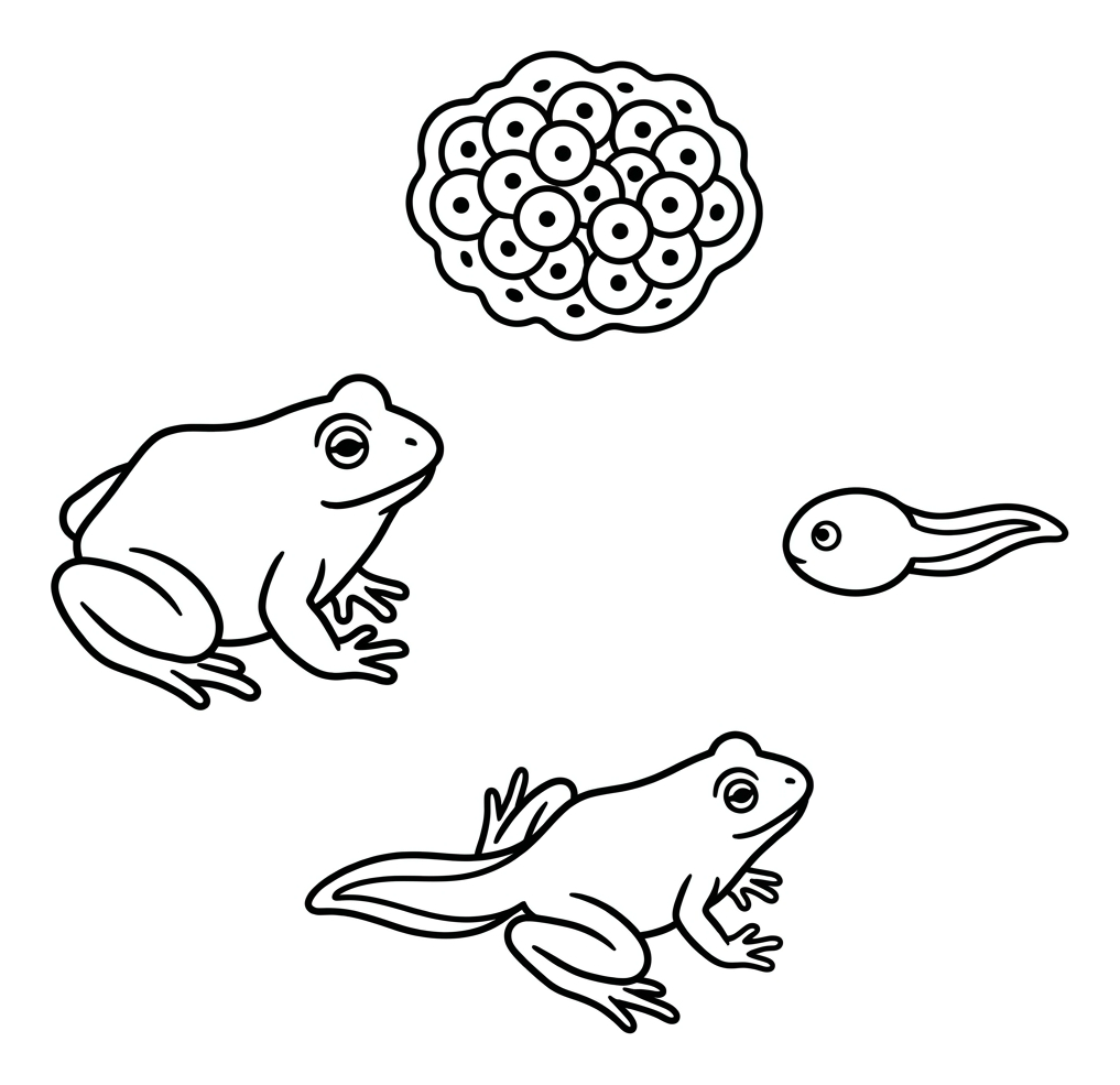 Life Cycle of a Frog